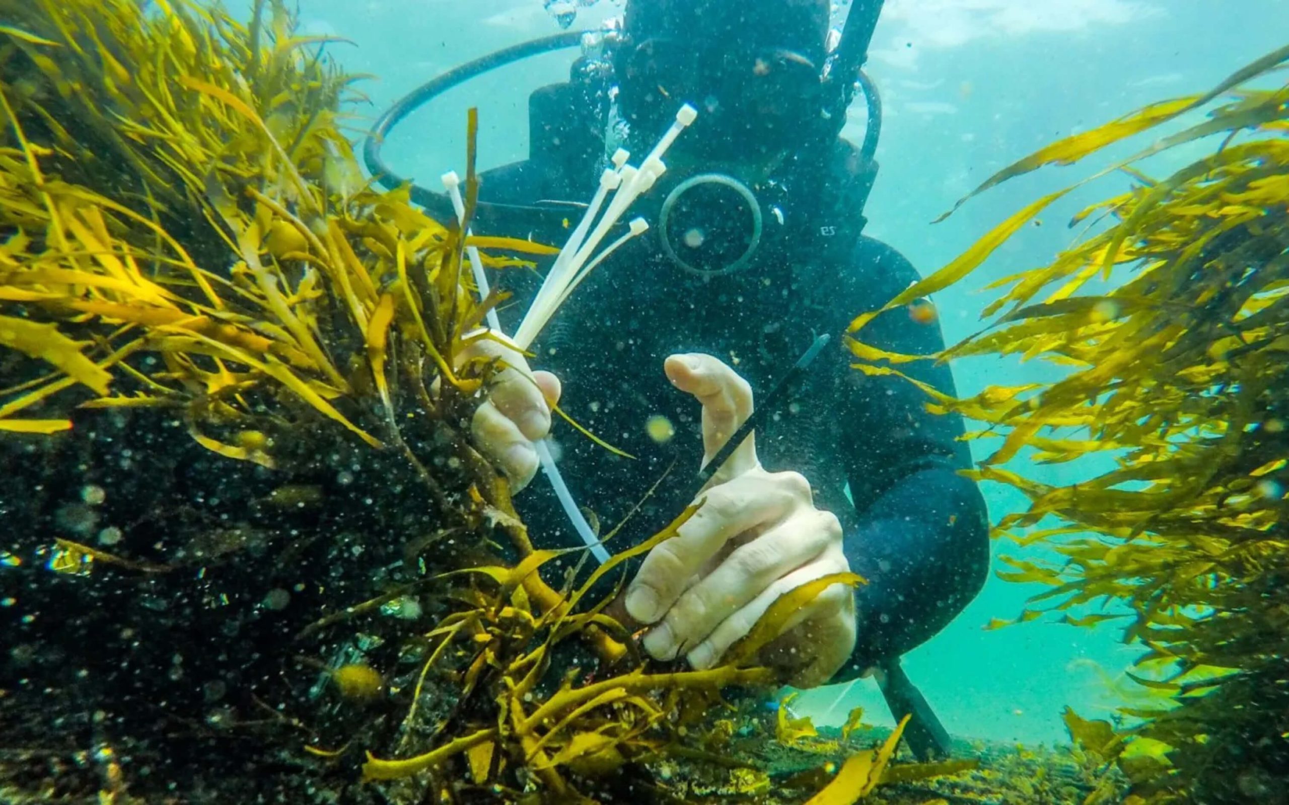 Check-up Media Bentley Seatrees 2