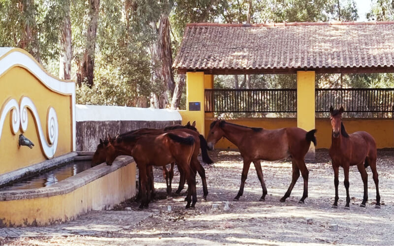 Check-up Media BYD Dolphin Surf road trip cavalos