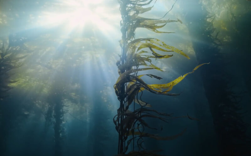 Check-up Media Hyhundai Forest Without Name