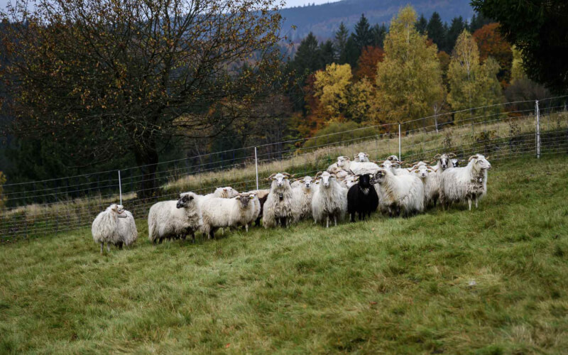 Check-up Media Hyundai IONIQ Forest 2