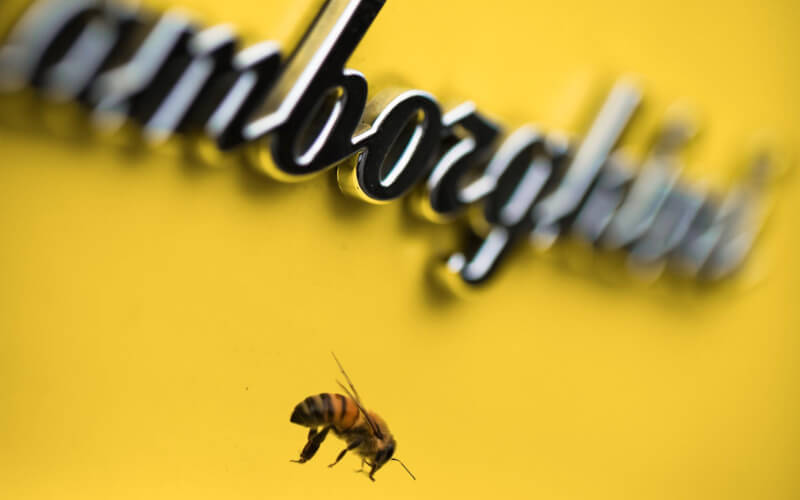 Check-up Media Lamborghini bees